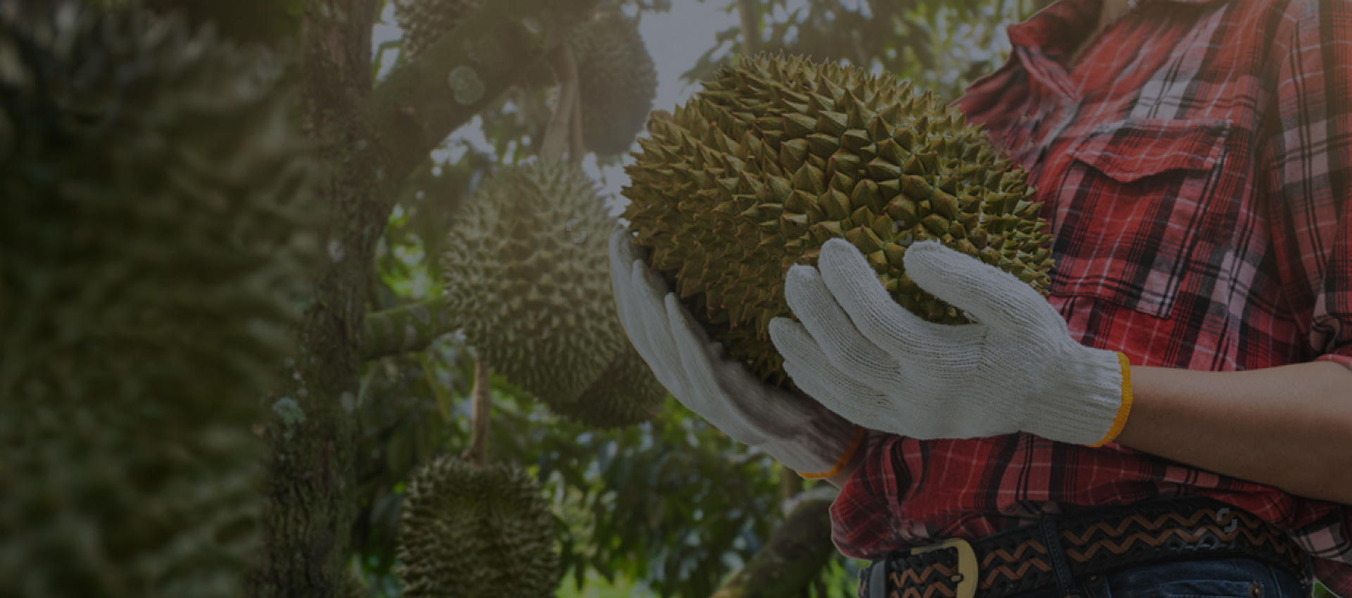 ȫ���]Ħ����݆܇(ch��)�r(ji��)��